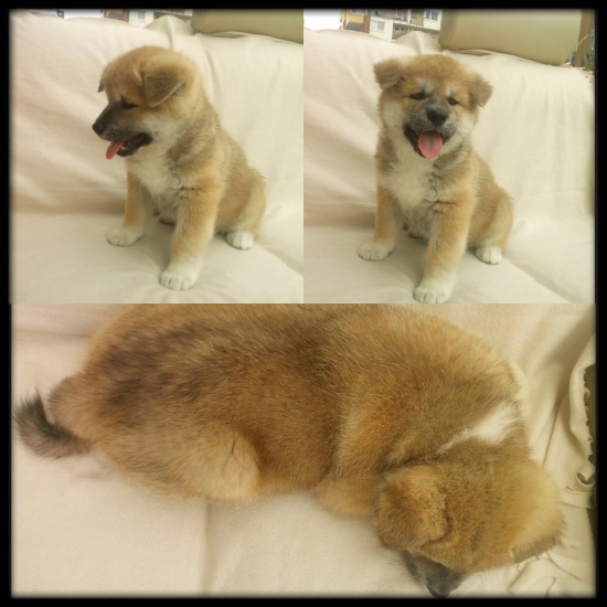 Akita Inu puppies for sale