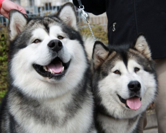 Alaskan Malamute