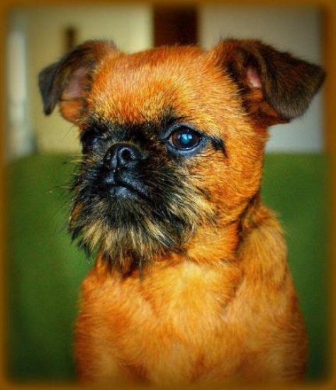 Brussels Griffon, Petit Brabançon puppies with pedigree