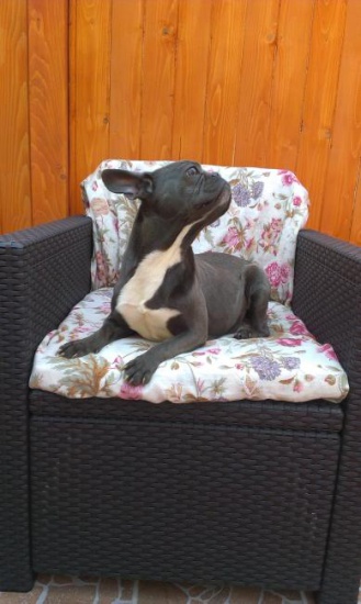 Buldog francuski blue female for sale!
