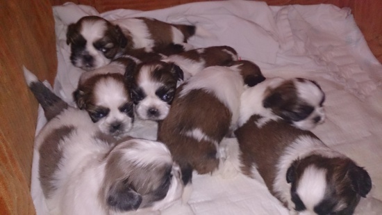 Shih Tzu - ślicznę szczeniaczki !!! Szczecin