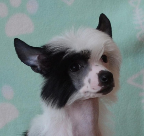 Chinese Crested Dog puppy