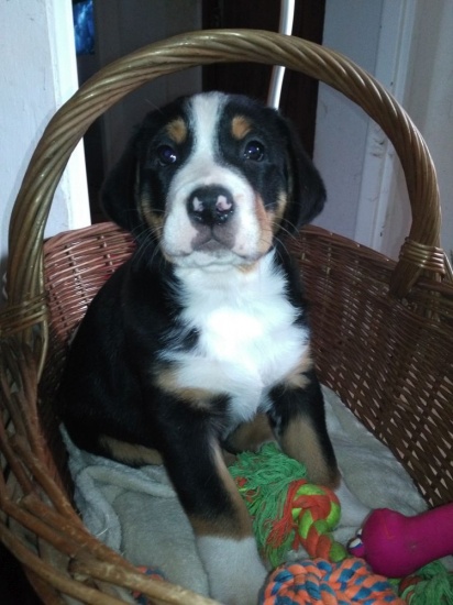 Greater Swiss Mountain Dog - puppies ( females)