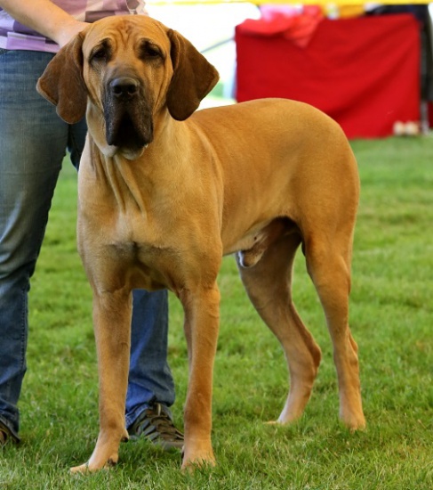 Looking for new home - male fila brasileiro