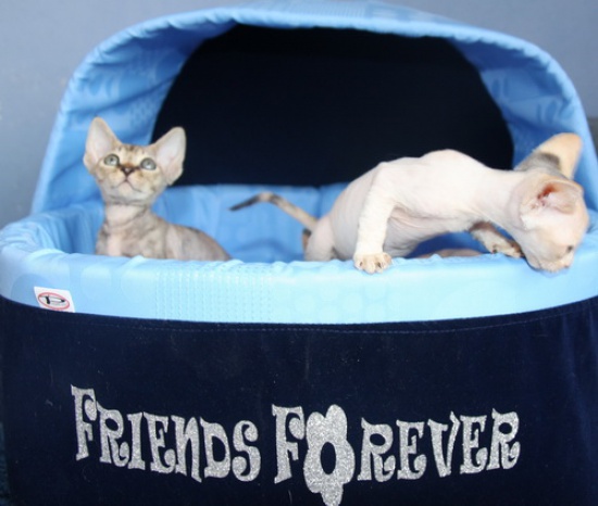 Kocieta Devon Rex