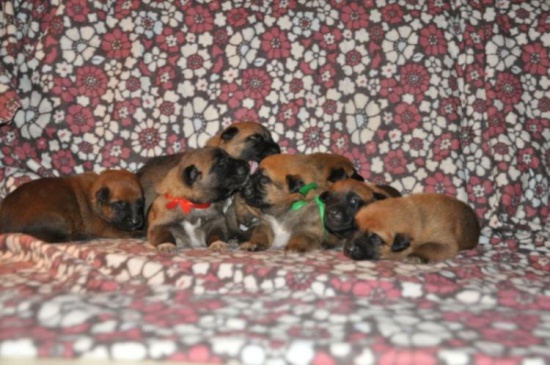 Owczarek belgijski Malinois