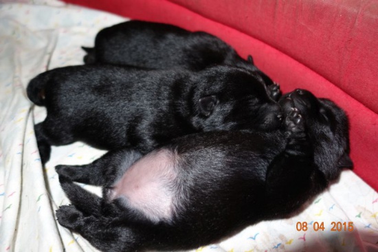 Schipperke puppies