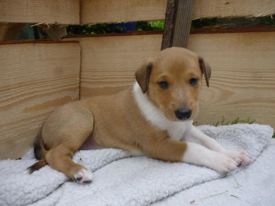 Smooth Collie with pedigree Renebi kennel
