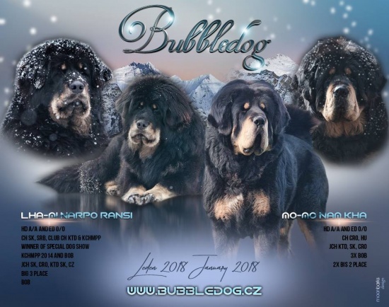 Tibetan Mastiff (Do-Khyi)