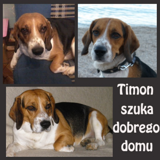 Przystojny TIMON szuka dobrego domu