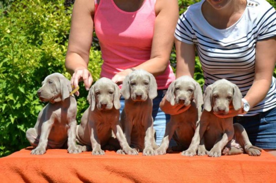 Weimaraner Shorthaired puppies with pedigree