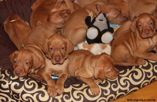 Wyżeł węgierski krótkowłosy with pedigree, puppies from 2 litters